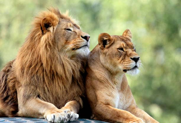 Lubumbashi en alerte : Deux lions échappés d&rsquo;une ferme, la mairie appelle à la&nbsp;vigilance